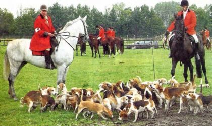 Immer wieder ein herrliches Bild:
  Die Hunde der Beagle-Meute-Münsterland werden auf die Spur gesetzt.